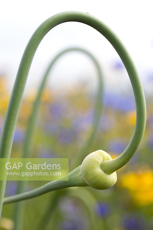  Allium sativum var ophioscorodon. The Garlic Farm. Isle of Wight.