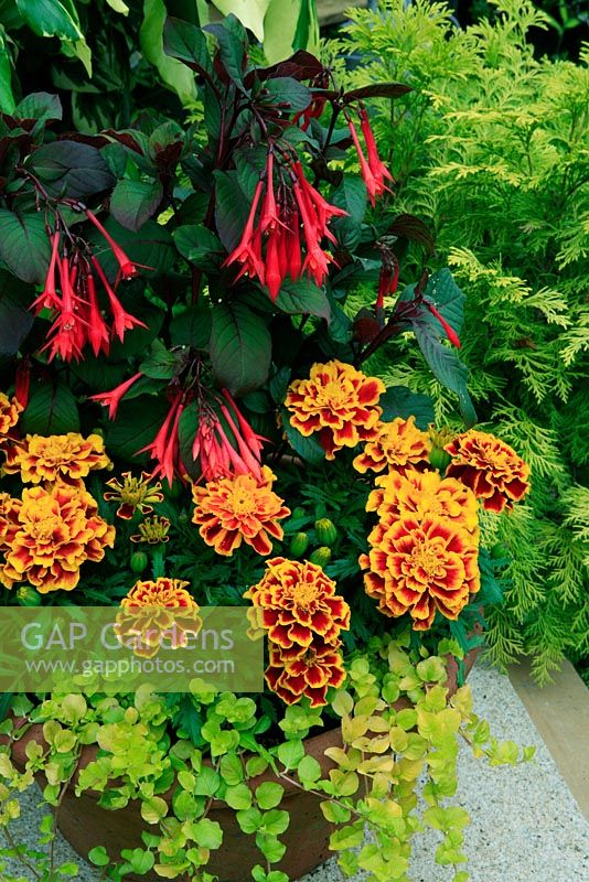 Fiery red and yellow themed terracotta pan with foliage and flower. Fuchsia 'Thalia' with French Marigold 'Tagetes patula 'Durango Bee' and an edge of yellow leaved Creeping Jenny, Lysimachia nummularia 'Aurea'. June. West Midlands 