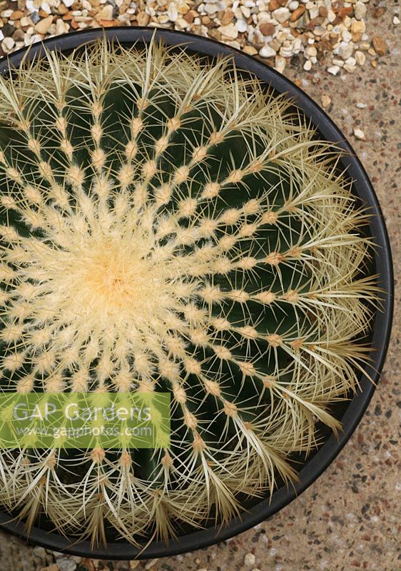 Mother in Law's chair, Echinocactus grusonii growing in a shallow bowl