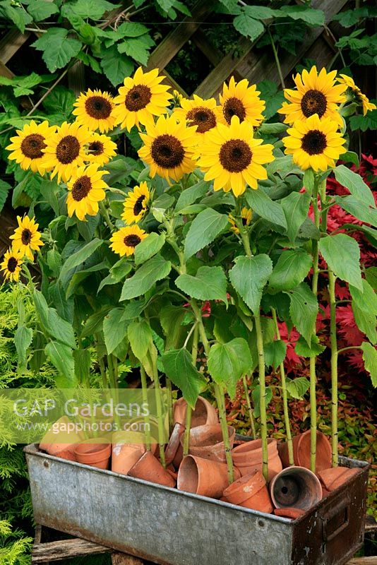 Dwarf sunflowers, Helianthus anuus 'Waooh' planted in a recycled metal storage box with the compost dressed with terracotta pots. September. West Midlands. Hardy annual