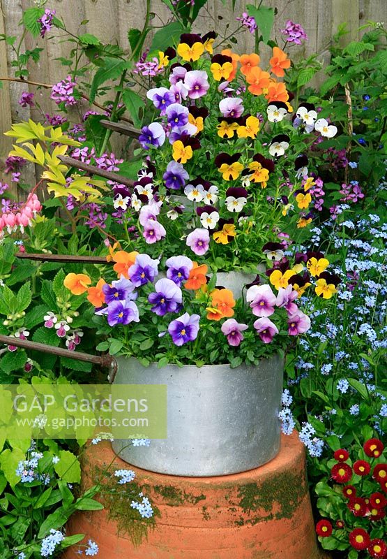 Tower made with old saucepans, planted with Viola 'Sorbet Mixed' and surrounded by Spring perennials and bedding. May. West Midlands