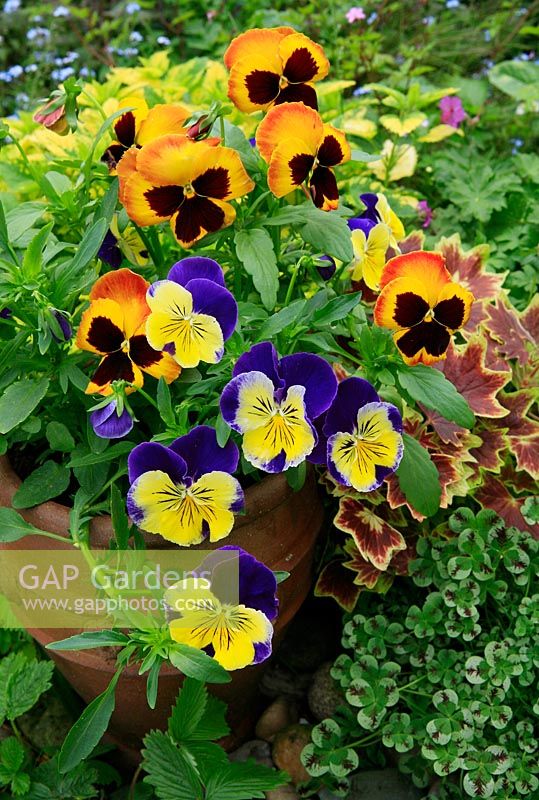 Pansies spilling out of a terracotta pot at a border edge. June. West Midlands. Hardy annual