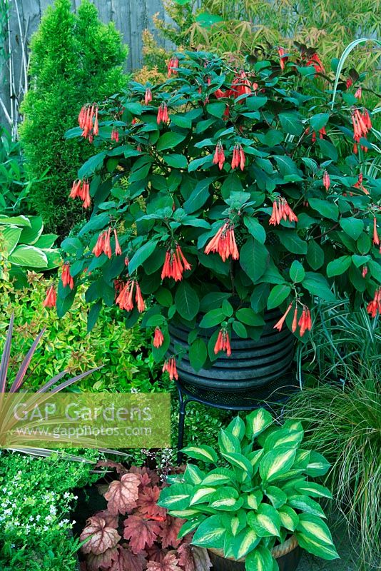 Fuchsia 'Professor Henkel' growing in a contemporary pot stood up on a chair to give it added prominence. It is surrounded by backdrop planting with container grown Hosta 'Striptease' and  x Heucherella 'Sweet Tea' around the base. Tender perennial. August. West Midlands