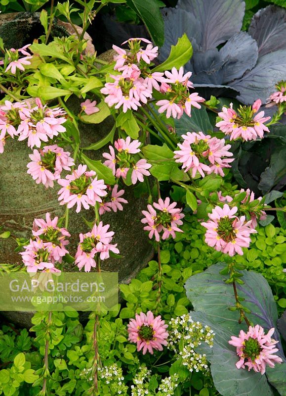 Scaevola 'Topaz Pink' spilling out of a tall jar with its blooms highlighted against golden marjoram and red cabbage leaves. Tender perennial. August. West Midlands.