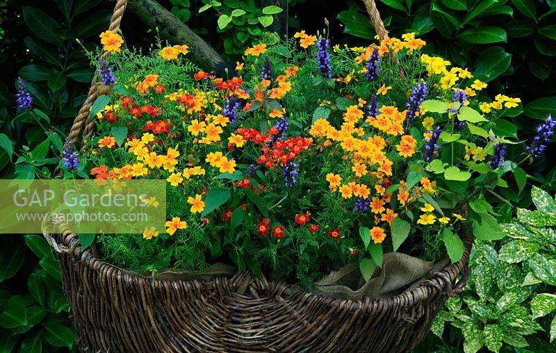 Summer long colour, perfume and bee and butterfly attractants with Tagetes tenuifolia 'Starfire' and new Agastache hybrida 'Astello Indigo' in a hessian lined wicker basket suspended on ropes