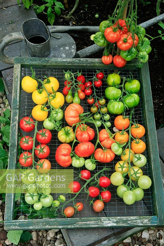 Tomato harvest alongside growing plants showing the diversity of shapes and colours. 'Sweet Aperitif' 'Red Pear', 'Golden Sunrise','Belriccio', Florryno', 'Sweet Olive', 'Orangino' and 'Green Zebra'.