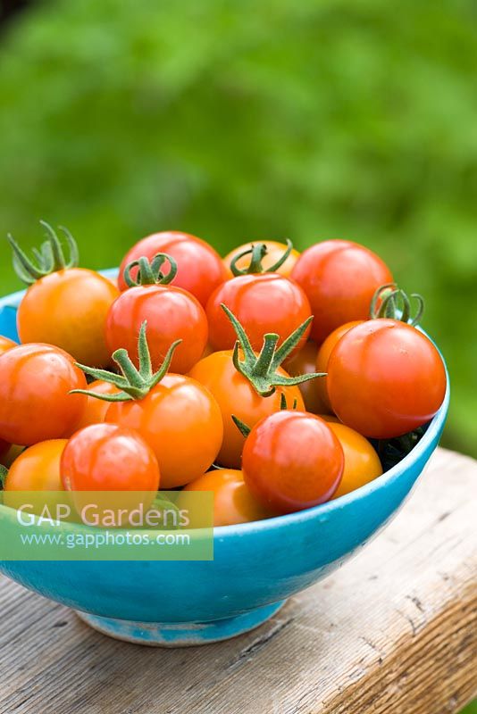 Turquoise bowl of mixed cherry tomatoes. Tomato 'Gardeners Delight' and 'Sungold'