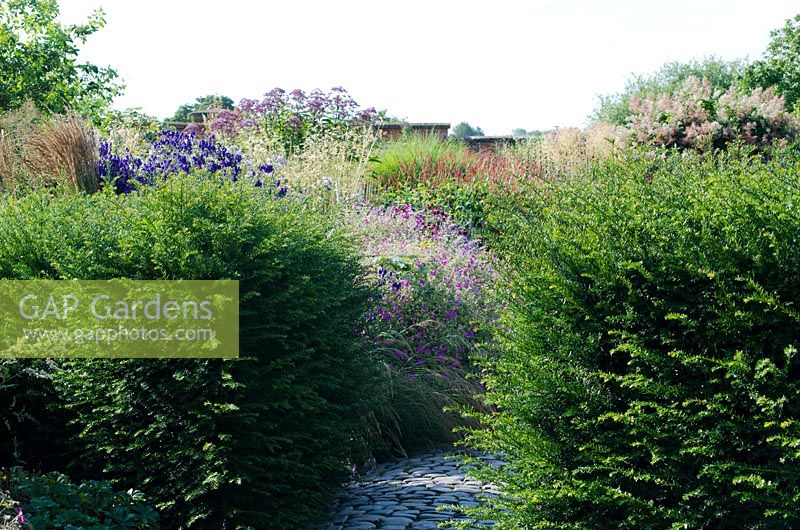 Yew hedges with cobblestone path leading to perennial border including Aconitum, Geranium and Persicaria