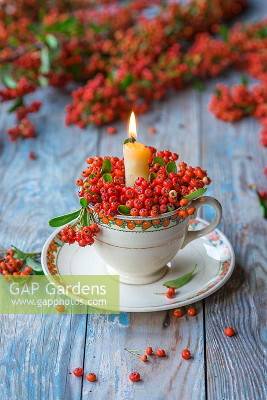 Ceramic tea cup used as a candle holder, decorated with Pyracantha berries