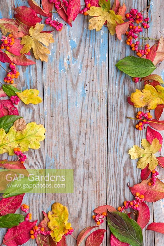 A colourful border of autumnal leaves, spindle berries and foliage