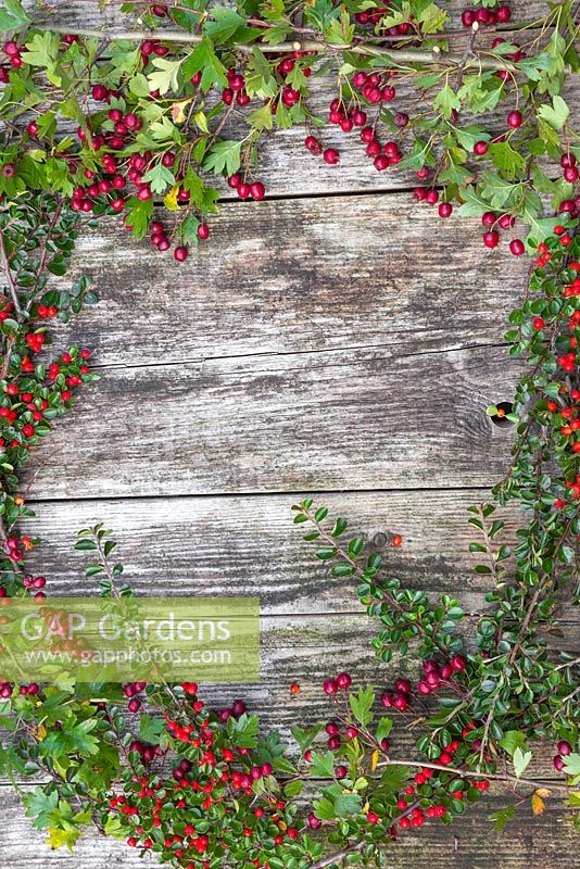 A colourful border of Pyracantha and Hawthorn foliage with berries