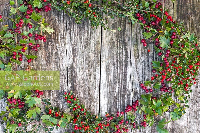 A colourful border of pyracantha and hawthorn foliage with berries
