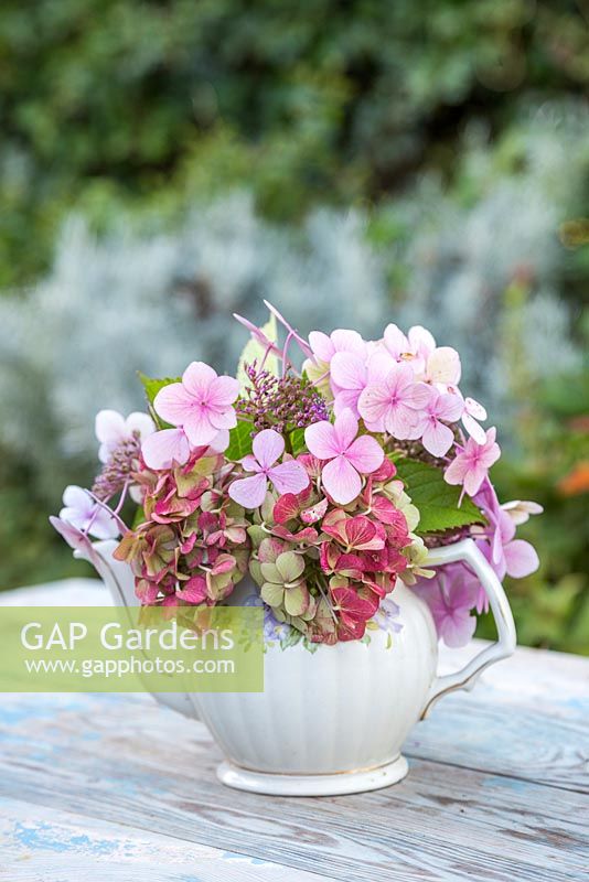 Floral display of hydrangea flower heads in a teapot