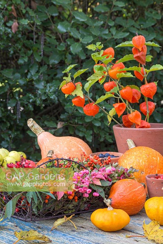 Autumnal display featuring a trug of foraged berries, wild crabapples, Gourds and Physalis 'Chinese Lampion'
