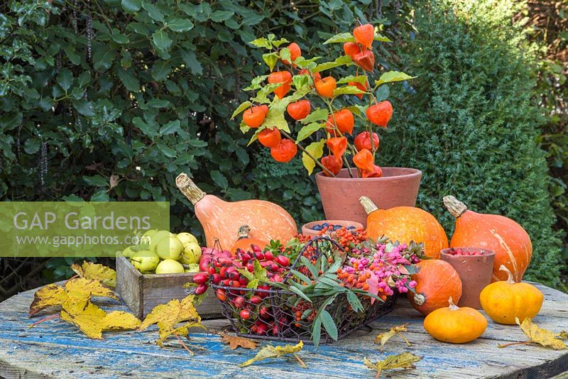 Autumnal display featuring a trug of foraged berries, wild crabapples, gourds and physalis 'Chinese Lampion'