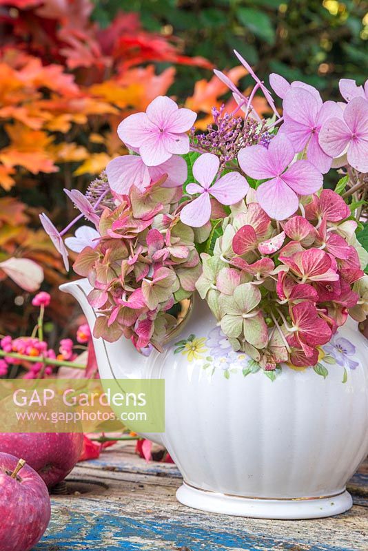 Floral display of hydrangea flower heads in a teapot, with windfall apples