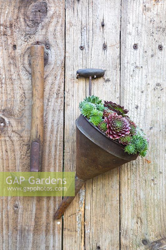 Succulents planted in a vintage oil funnel hanging on a fence
