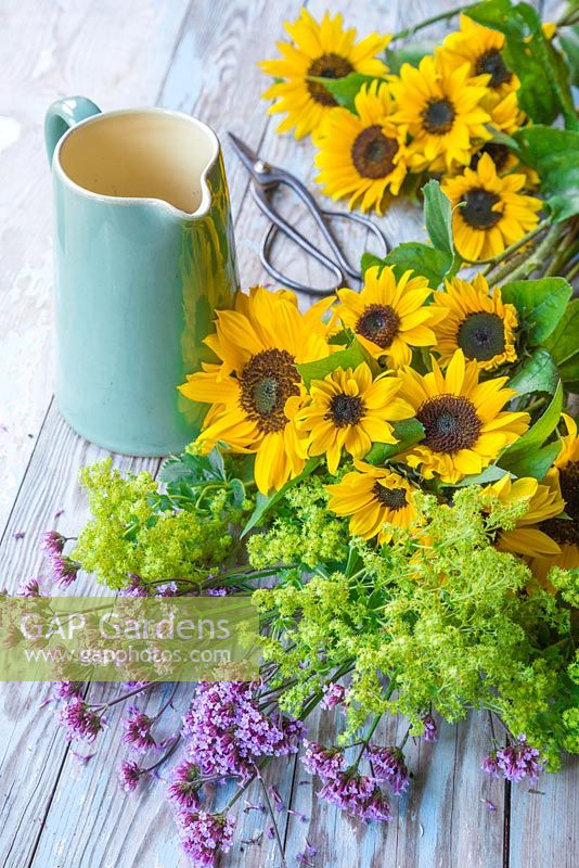 A green ceramic jug with fresh cut sunflowers, alchemilla mollis and verbena bonariensis