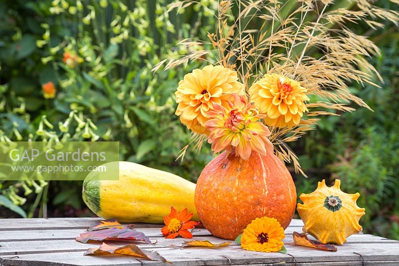 A pumpkin used as a vase for holding Dahlia 'David Howard' and Stipa gigantea