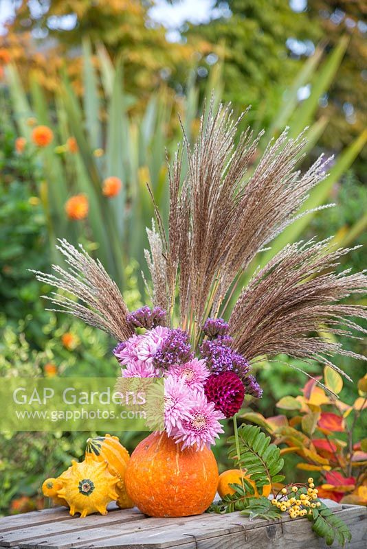 A pumpkin used as a vase for holding Chrysanthemums, Dahlia, Verbena bonariensis and Miscanthus sinensis 'Zebrinus'