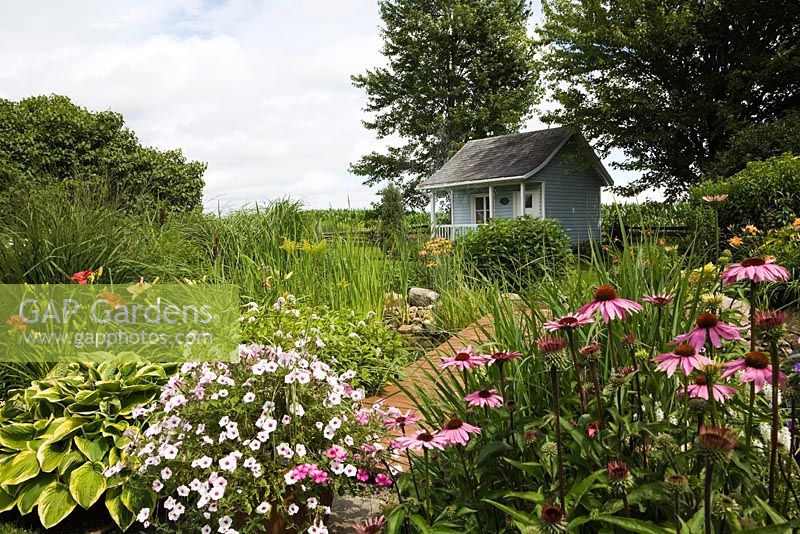 Blue and white garden shed and wooden footbridge over pond bordered by mauve Petunia surfinia, Hosta 'August Moon', Panicum virgatum 'Panic Squaw' - Ornamental Grass plants, white Lysimachia clethroides - Loosestrife flowers, Hemerocallis - Daylilies, Echinacea purpurea - Coneflowers in backyard garden in summer