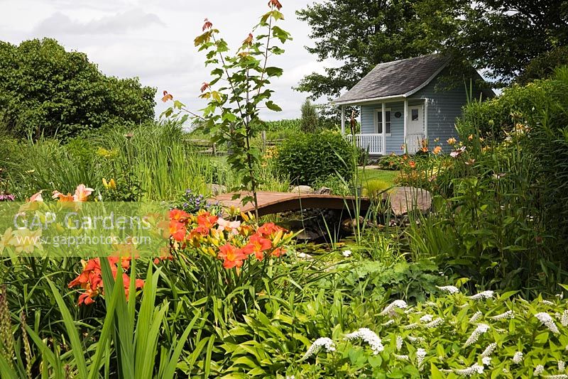 Blue and white garden shed and brown wooden footbridge over pond bordered by white Lysimachia clethroides - Loosestrife flowers, orange Hemerocallis - Daylilies, Acer - Maple tree in backyard garden in summer