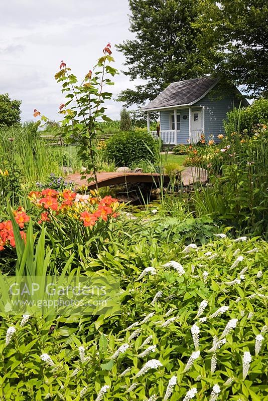 Blue and white garden shed and brown wooden footbridge over pond bordered by white Lysimachia clethroides - Loosestrife flowers, orange Hemerocallis - Daylilies, Acer - Maple tree in backyard garden in summer