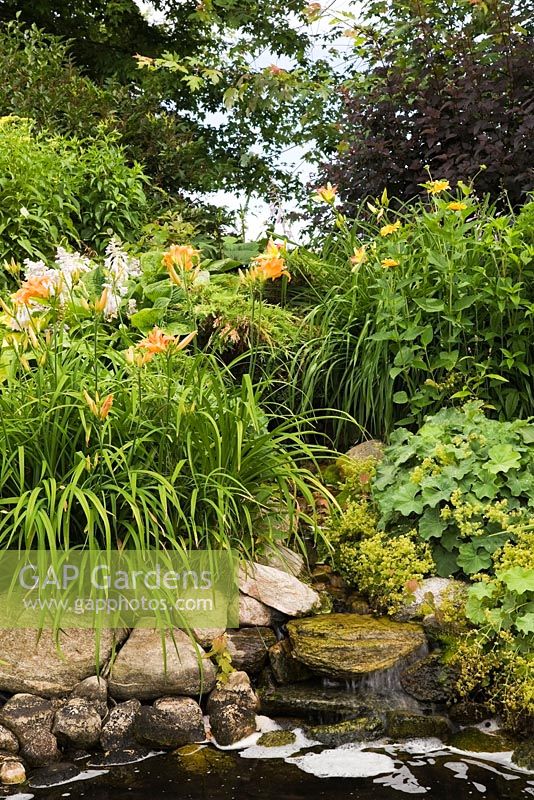 Rock edged pond bordered by orange Hemerocallis - Daylily flowers, yellow Alchemillia mollis - Lady's Mantle, Hosta plants in backyard garden in summer