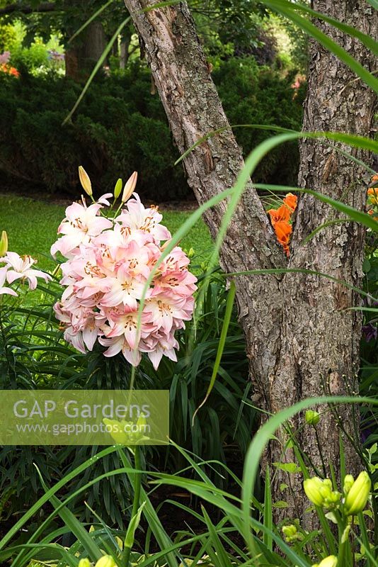 Lilium 'Madeleine' - Lily flower and Malus - Apple tree trunk in backyard garden in summer