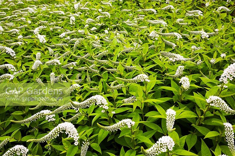 Lysimachia clethroides - Loosestrife flowers in front yard garden in summer