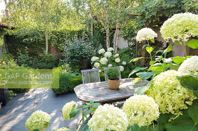 Hydrangea arborescens 'Annabelle' and shady terraced area with wooden table and chairs. 