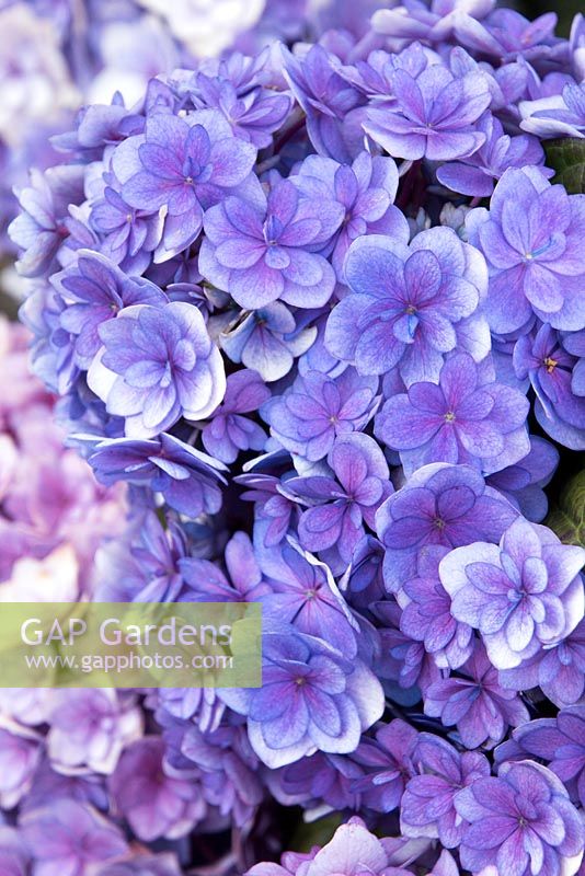 Hydrangea macrophylla 'RIE 05' - Forever and Ever Together