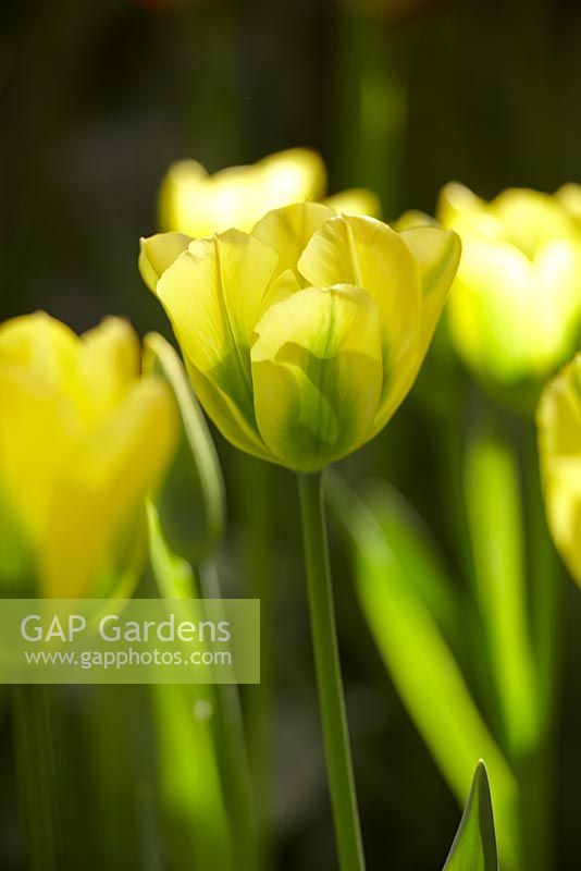 Tulipa Yellow Springgreen