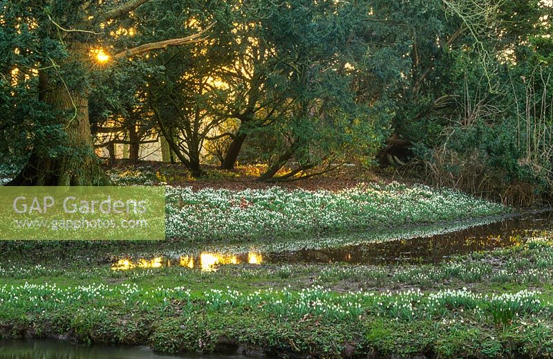 Galanthus nivalis naturalised beside stream at Walsingham Priory, Norfolk.