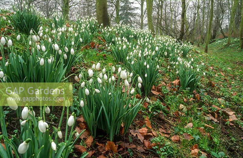 Galanthus planted on banks of old ditches at Anglesey Abbey, Cambridgeshire