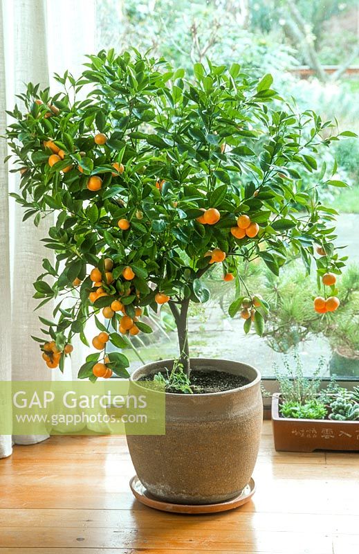 Citrus microcarpa - calamondin growing in pot next to sunny window.