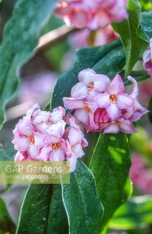Daphne bholua 'Jacqueline Postill'. Close up of flowers with frost. February.