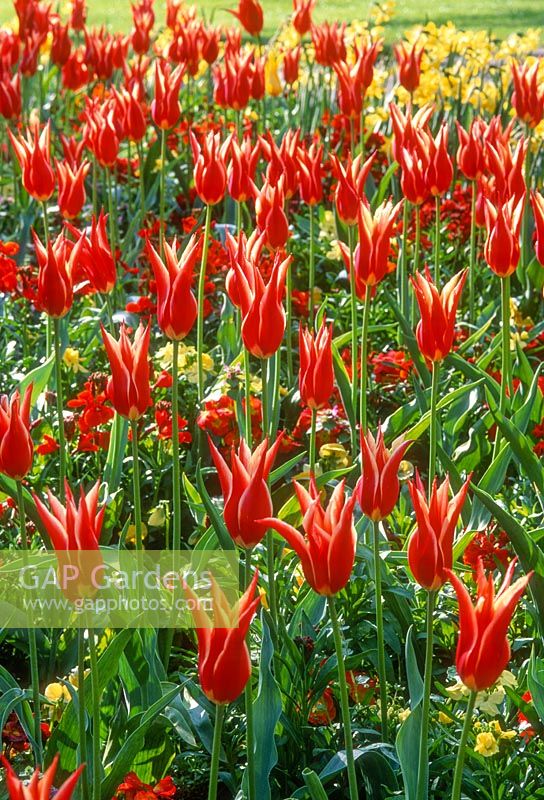 Tulipa 'Aladdin', lily-flowered group, April