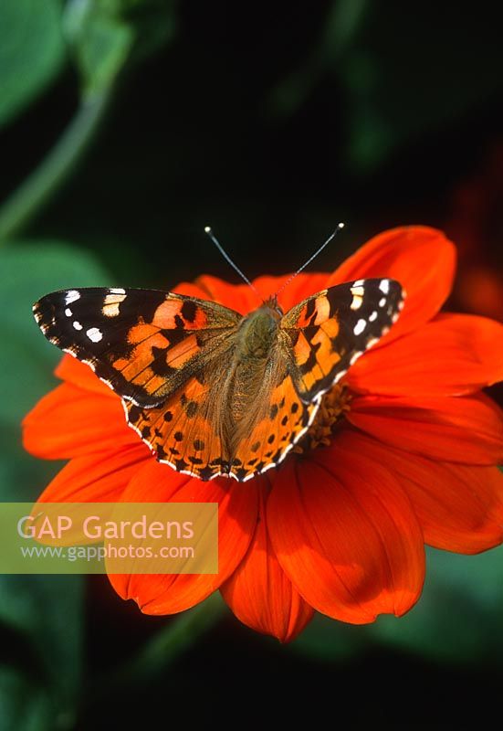 Tithonia rotundifolia - Mexican Sunflower- with Painted Lady - Vanessa cardui butterfly