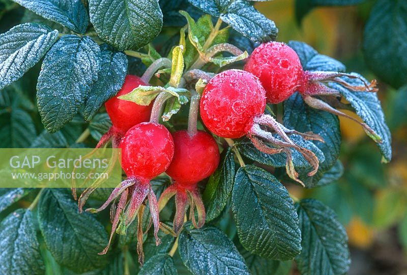 Rosa rugosa. Hips with frost.