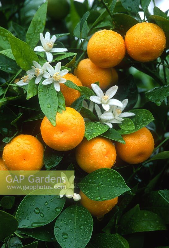 Citrus microcarpa - calamondin. Close up of flowers and fruits.
