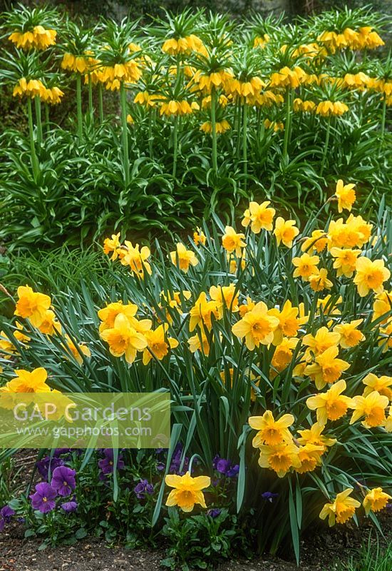 Narcissus 'Carlton', Fritillaria imperialis and pansies in border spring.