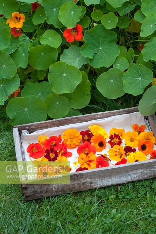 Freshly harvested edible flowers in wooden box with marigolds and nasturiums
