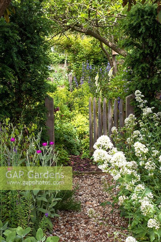 Cottage style gate with valerian and lychnis
