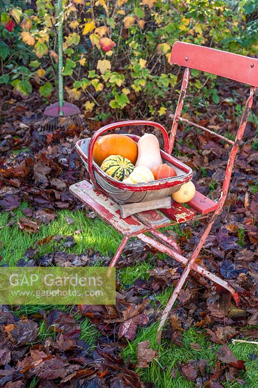 Trug of squashes on red seat in autumn garden