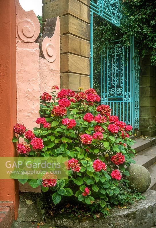 Hydrangea beside stone steps next to pink and terracotta walls in Portmeirion village
