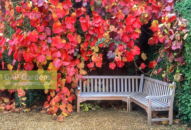 Vitis coignetiae autumn colour over timber corner seat