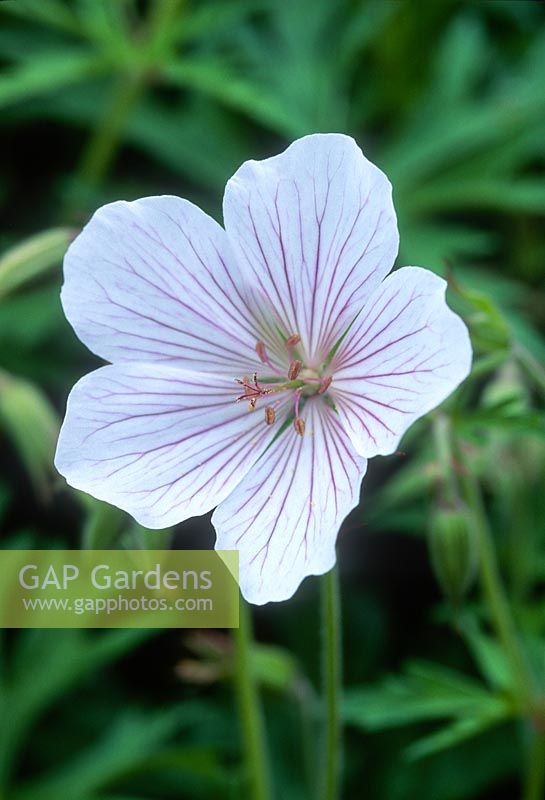 Geranium clarkei 'Kashmir White'. May