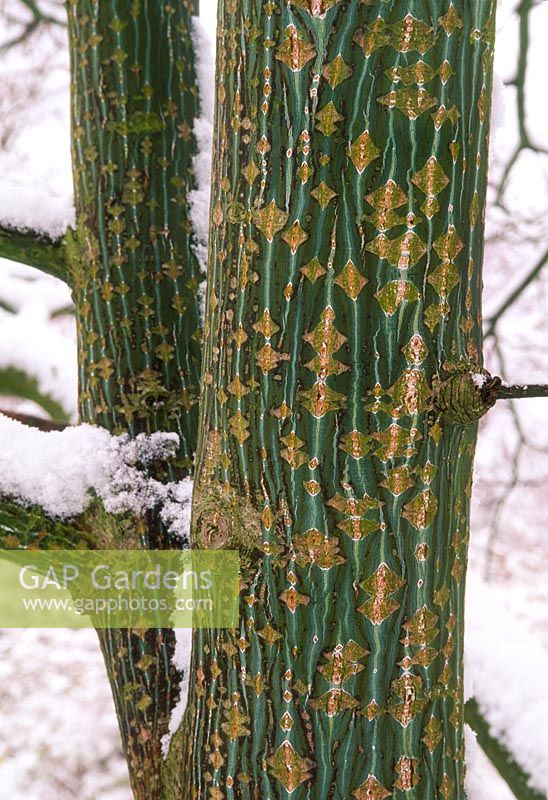 Acer grosseri var. hersii. Close up of ornamental bark in winter with snow