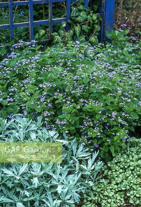 Brunnera macrophylla growing with Lamium maculatum 'White Nancy' and Artemisia ludoviciana 'Valerie Finnis'